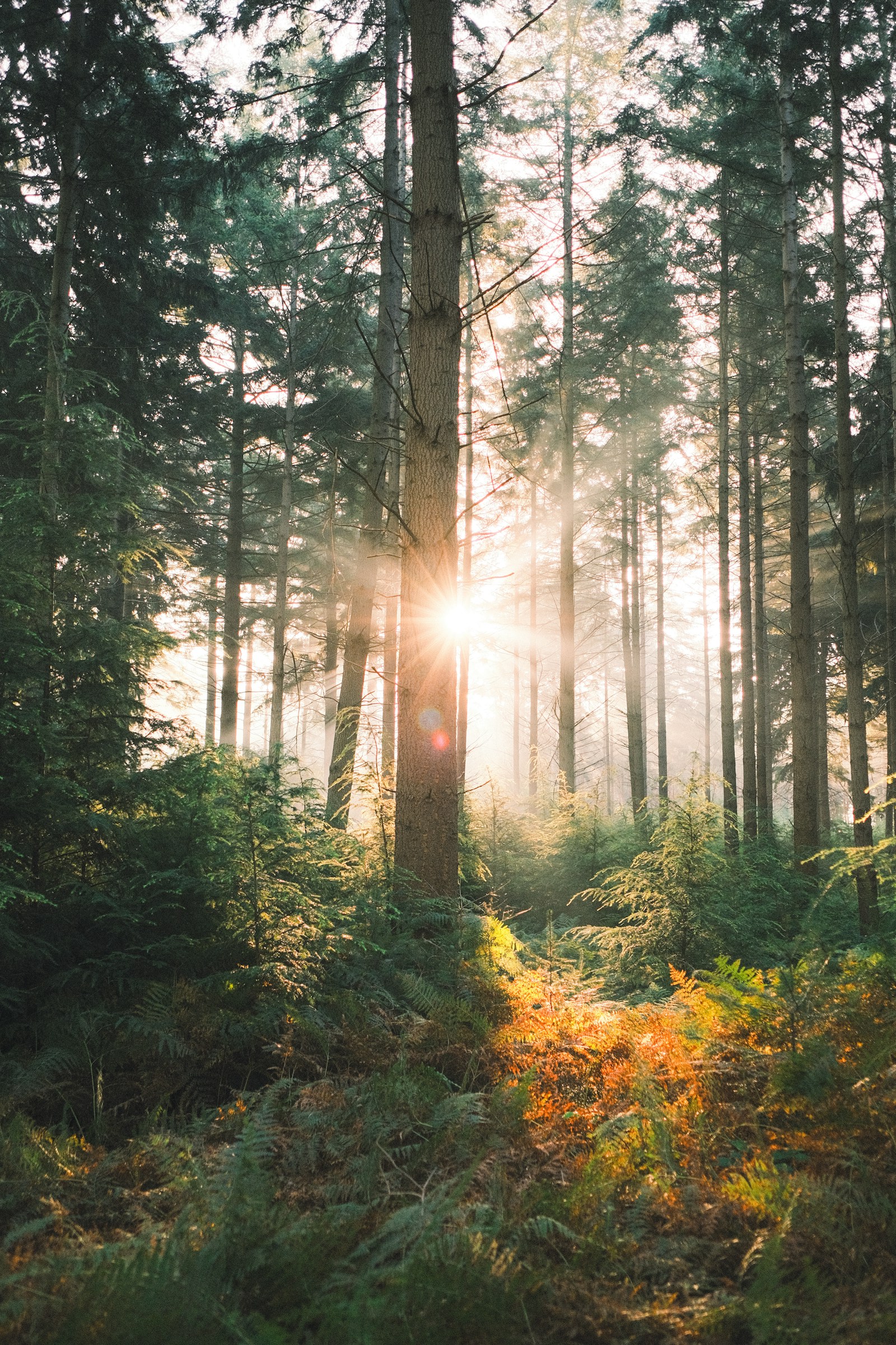 Warm sunlight filtering through a peaceful forest